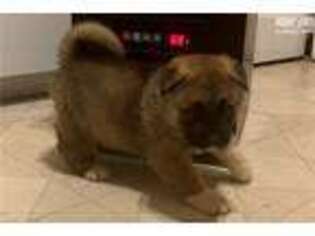 Akita Puppy for sale in Jacksonville, NC, USA