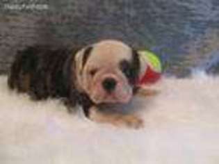 Bulldog Puppy for sale in Marceline, MO, USA