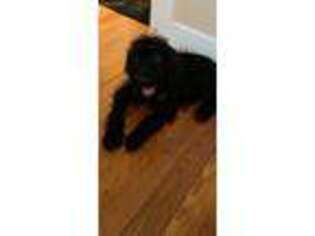 Labradoodle Puppy for sale in South Beloit, IL, USA