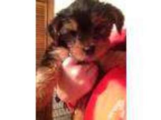 Yorkshire Terrier Puppy for sale in FALL RIVER, MA, USA