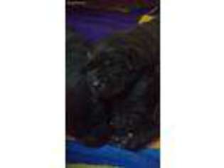 Labrador Retriever Puppy for sale in Hookerton, NC, USA