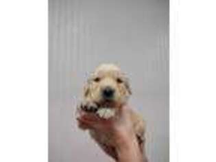 Golden Retriever Puppy for sale in Oakville, IA, USA