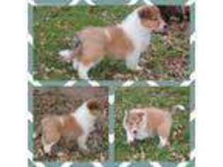 Collie Puppy for sale in Medford, MN, USA