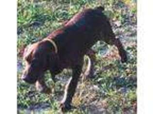 German Shorthaired Pointer Puppy for sale in Koshkonong, MO, USA