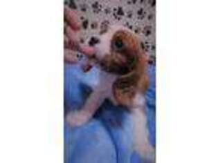 Cavalier King Charles Spaniel Puppy for sale in San Jacinto, CA, USA
