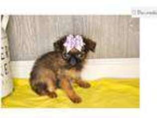 Brussels Griffon Puppy for sale in Springfield, MO, USA