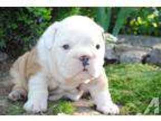 Bulldog Puppy for sale in AUBURN, WA, USA