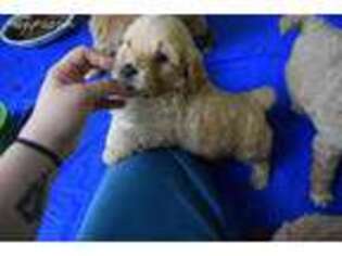 Goldendoodle Puppy for sale in Danville, VA, USA