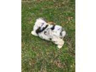 Australian Shepherd Puppy for sale in Graham, AL, USA