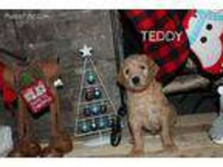 Goldendoodle Puppy for sale in Shelby, OH, USA