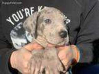 Great Dane Puppy for sale in Huntsville, TX, USA