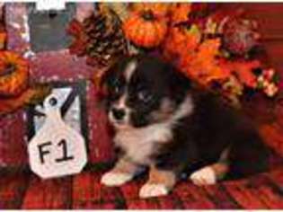 Pembroke Welsh Corgi Puppy for sale in Stratford, OK, USA