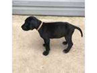 Great Dane Puppy for sale in Shamokin, PA, USA