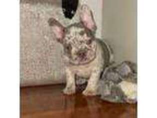 French Bulldog Puppy for sale in Greenville, MS, USA