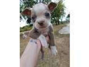 Boston Terrier Puppy for sale in Morris, OK, USA