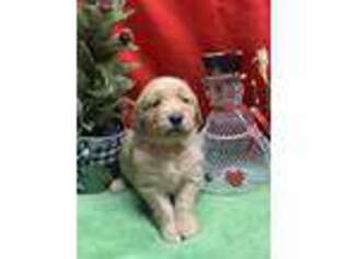 Golden Retriever Puppy for sale in Rural Hall, NC, USA
