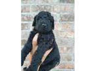 Labradoodle Puppy for sale in Lavaca, AR, USA
