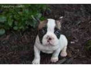 French Bulldog Puppy for sale in Charleston, AR, USA