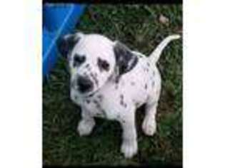 Dalmatian Puppy for sale in Rockport, ME, USA