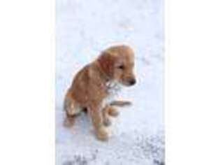Golden Retriever Puppy for sale in Ellington, CT, USA