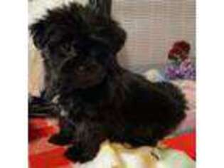 Shorkie Tzu Puppy for sale in Columbia, SC, USA