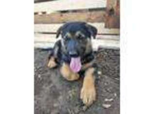 German Shepherd Dog Puppy for sale in Higganum, CT, USA