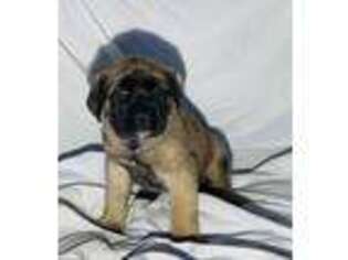 Mastiff Puppy for sale in Viburnum, MO, USA