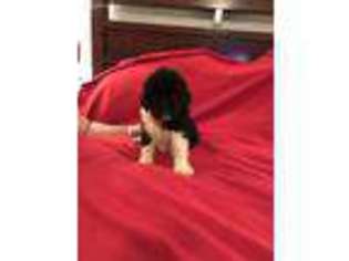 Newfoundland Puppy for sale in Mansfield, OH, USA