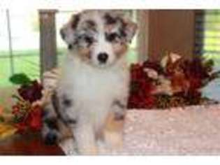 Australian Shepherd Puppy for sale in Bonham, TX, USA