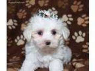 Maltese Puppy for sale in Memphis, MO, USA