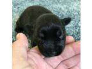Mutt Puppy for sale in Claypool, IN, USA