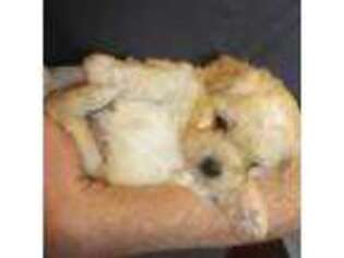 Mutt Puppy for sale in Renton, WA, USA