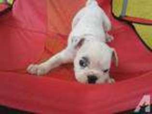 Bulldog Puppy for sale in CABOOL, MO, USA