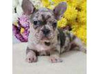 French Bulldog Puppy for sale in Bronson, MI, USA