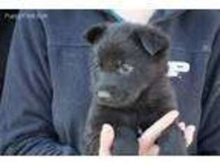 German Shepherd Dog Puppy for sale in Gosport, IN, USA