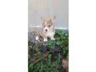 Pembroke Welsh Corgi Puppy for sale in Verona, MO, USA