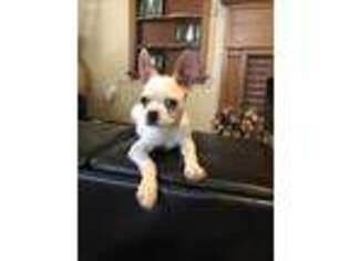 Boston Terrier Puppy for sale in Mercer, PA, USA