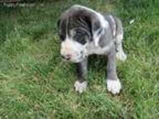 Great Dane Puppy for sale in Flora, IN, USA