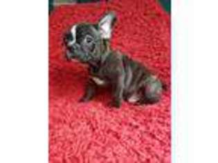 French Bulldog Puppy for sale in Aspers, PA, USA