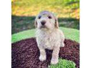 Labradoodle Puppy for sale in Corbin, KY, USA