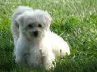 Maltese Puppy for sale in Union Bridge, MD, USA