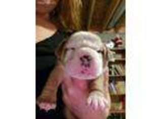 Olde English Bulldogge Puppy for sale in West Salem, OH, USA
