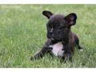 Mutt Puppy for sale in Shelby, OH, USA