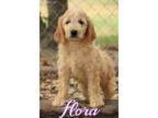 Goldendoodle Puppy for sale in Scurry, TX, USA