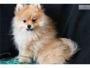 Pomeranian Puppy for sale in Sioux Falls, SD, USA