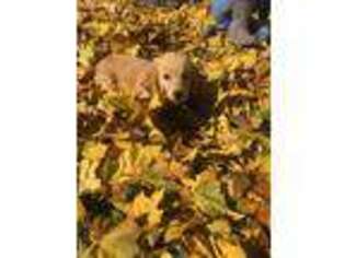 Golden Retriever Puppy for sale in Milford, IN, USA