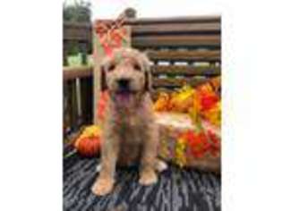 Goldendoodle Puppy for sale in Union Grove, NC, USA