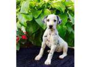 Dalmatian Puppy for sale in Honey Brook, PA, USA