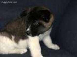Akita Puppy for sale in Mead, WA, USA