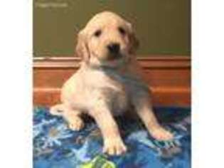 Golden Retriever Puppy for sale in Leavenworth, KS, USA